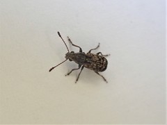 Cacephatus