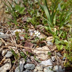 Cardamine resedifolia