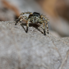 Stenaelurillus termitophagus