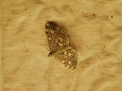 Anania coronata