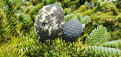 Abies homolepis
