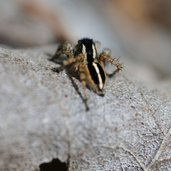 Stenaelurillus termitophagus