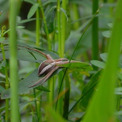 Pisaurina brevipes