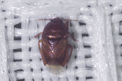 Amnestus pusillus