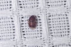 Amnestus pusillus