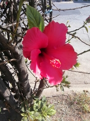 Hibiscus rosa-sinensis
