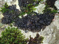 Collema flaccidum