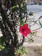 Hibiscus rosa-sinensis
