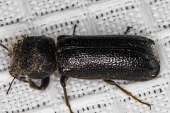 Amphicerus cornutus