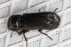 Amphicerus cornutus