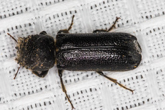 Amphicerus cornutus