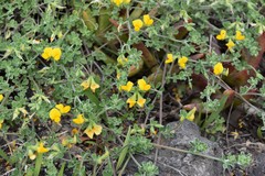 Lotus lancerottensis