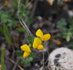 Lotus lancerottensis