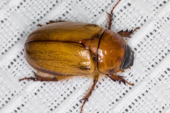 Cyclocephala pasadenae