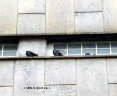 Columba livia domestica