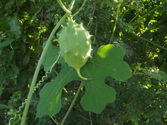 Luffa operculata