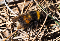 Bombus sporadicus