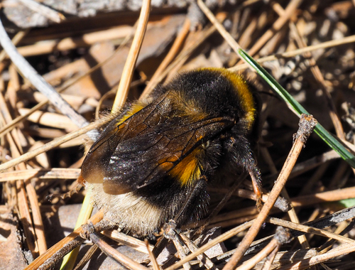 Sporadic Bumble Bee