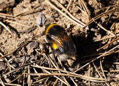 Bombus sporadicus