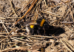 Bombus sporadicus