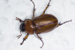 Cyclocephala pasadenae