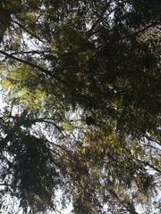 Jacaranda