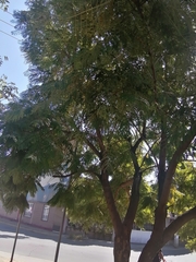 Jacaranda
