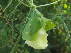 Luffa operculata