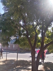 Jacaranda