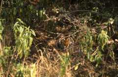 Panthera tigris tigris