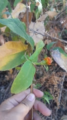 Lasianthaea macrocephala