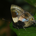 Lamprospilus genius - Photo (c) Ken Kertell,  זכויות יוצרים חלקיות (CC BY-NC), uploaded by Ken Kertell