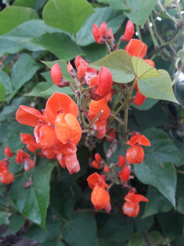 Phaseolus coccineus