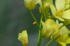 Anthocharis cardamines