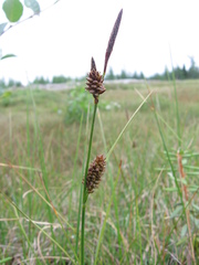 Carex membranacea