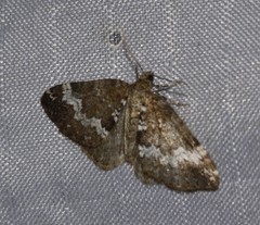 Perizoma alchemillata