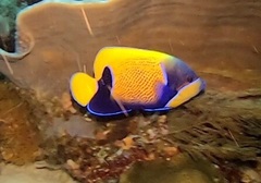 Pomacanthus navarchus