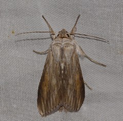 Cucullia umbratica