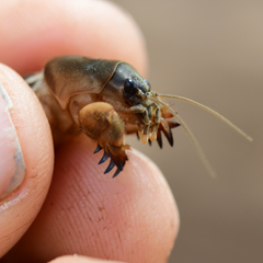 Gryllotalpa africana