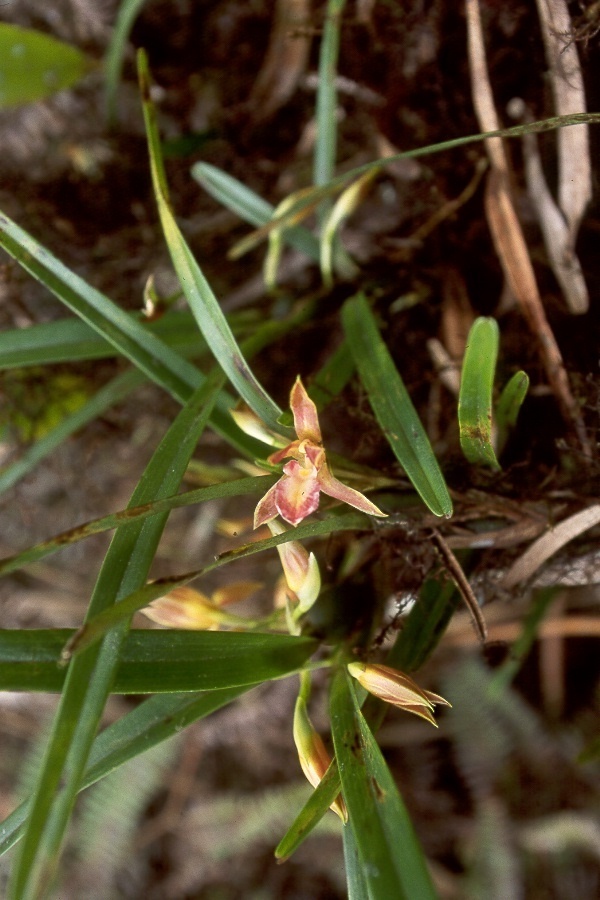 Maxillaria ferruginea