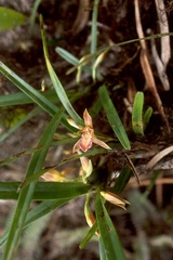 Maxillaria imbricata