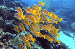 Lutjanus bengalensis