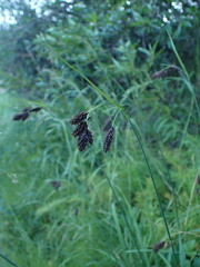 Carex atratiformis