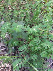 Euphorbia humistrata