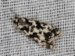 Eudonia aphrodes