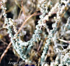 Atriplex glauca