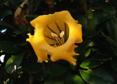 Solandra