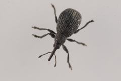 Protopirapion atratulum