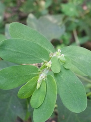 Euphorbia humistrata