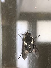 Scaptia adrel